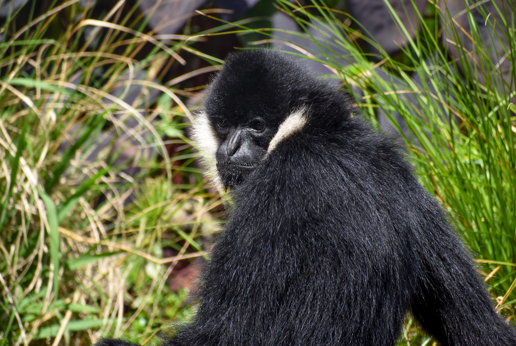 Northern White-cheeked Gibbon