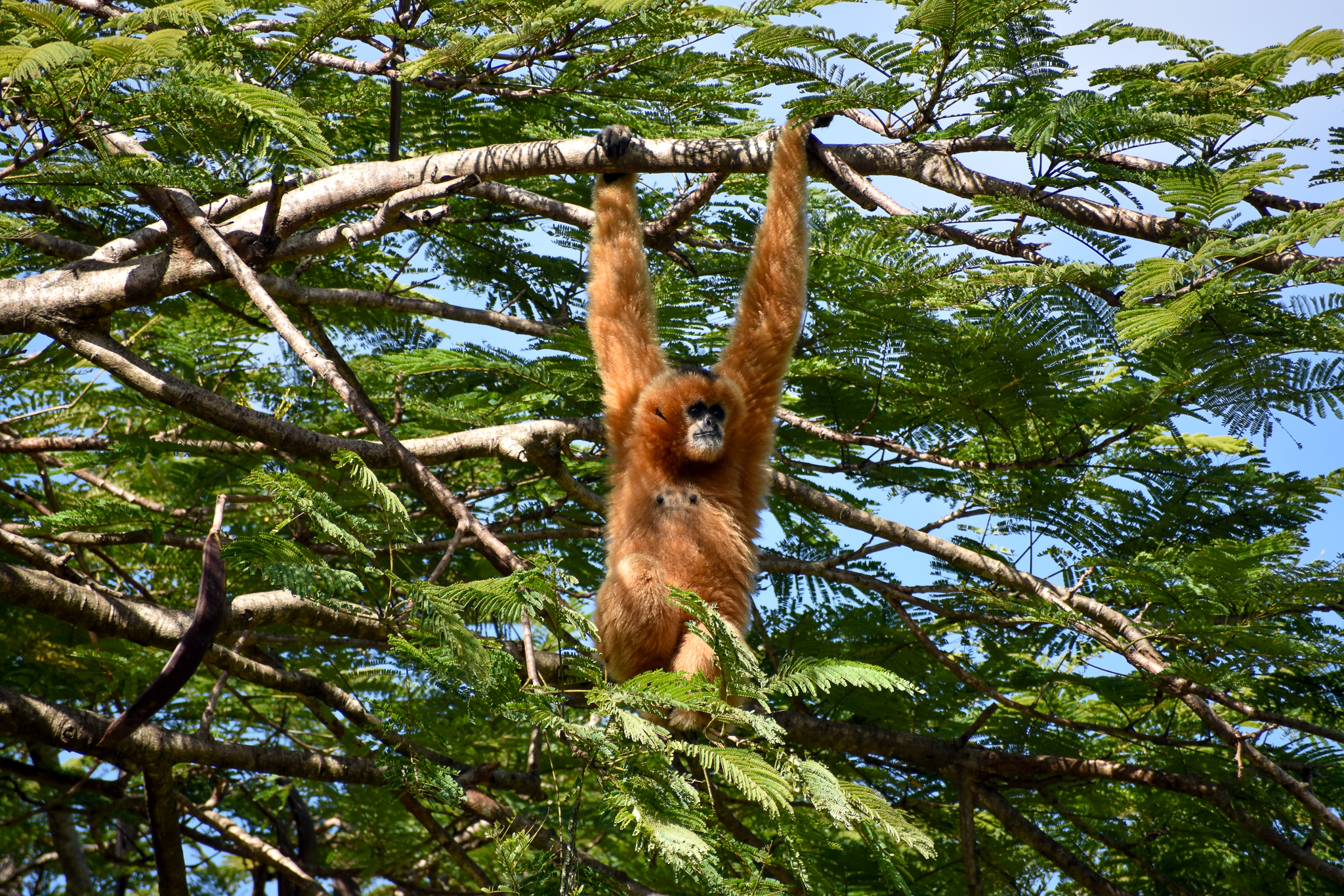 Northern White-cheeked Gibbon