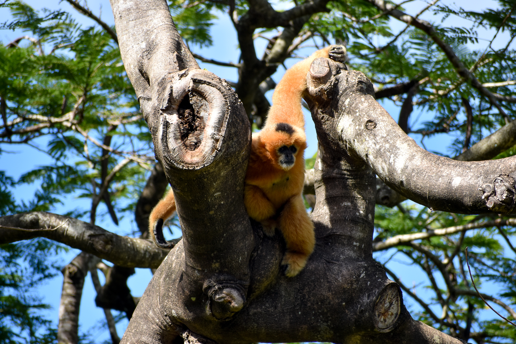 Northern White-cheeked Gibbon