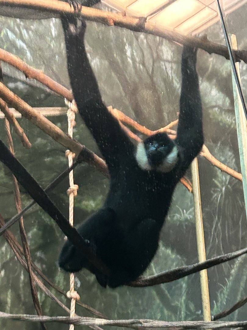 Northern white cheeked gibbon
