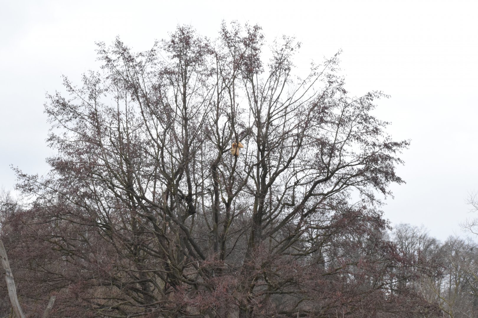 Northern white-cheeked gibbon
