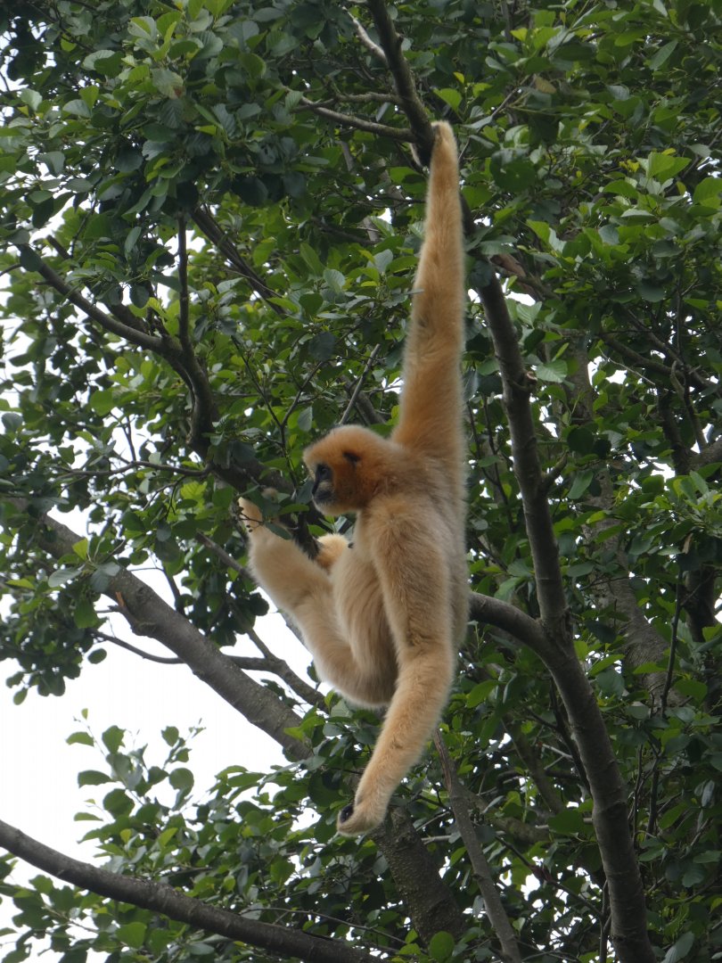 Northern white-cheeked gibbon