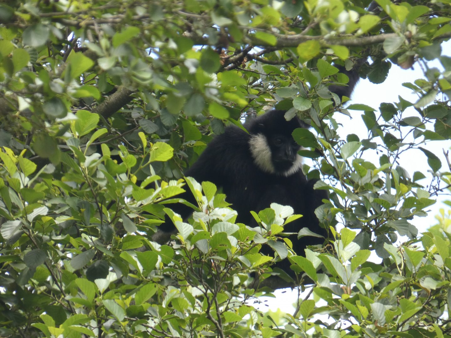 Northern white-cheeked gibbon