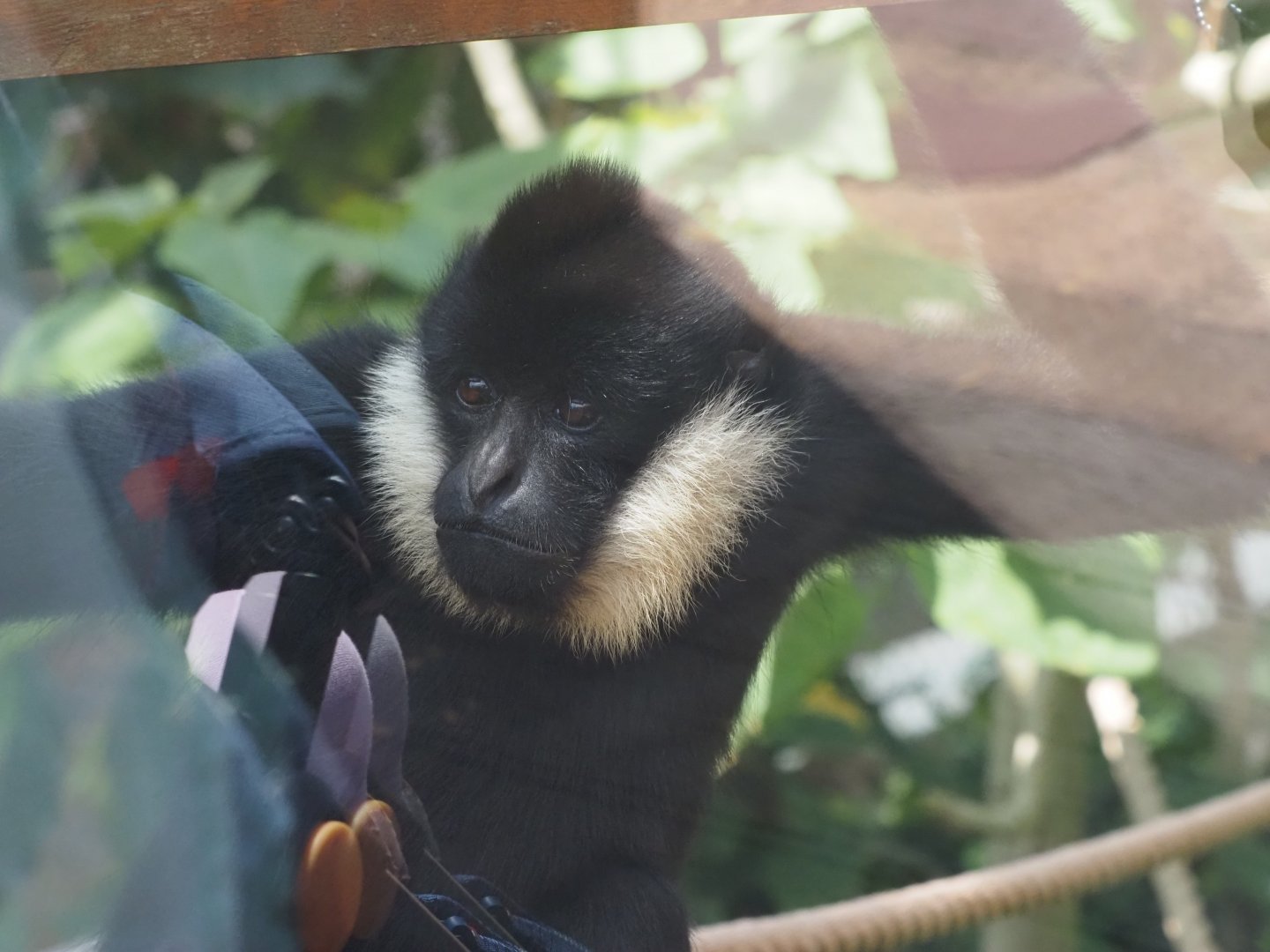 Northern White-Cheeked Gibbon