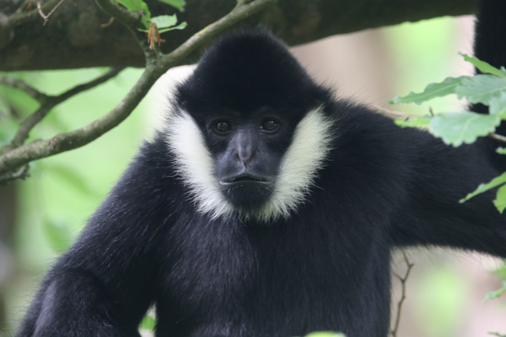 Northern white cheeked gibbon