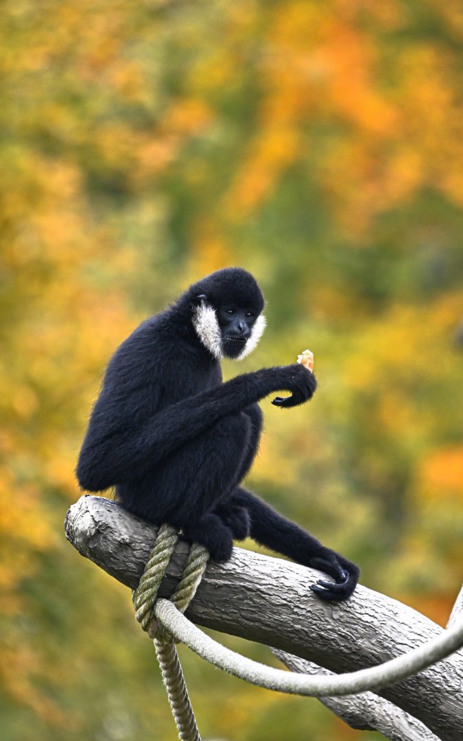 Northern white-cheeked gibbon