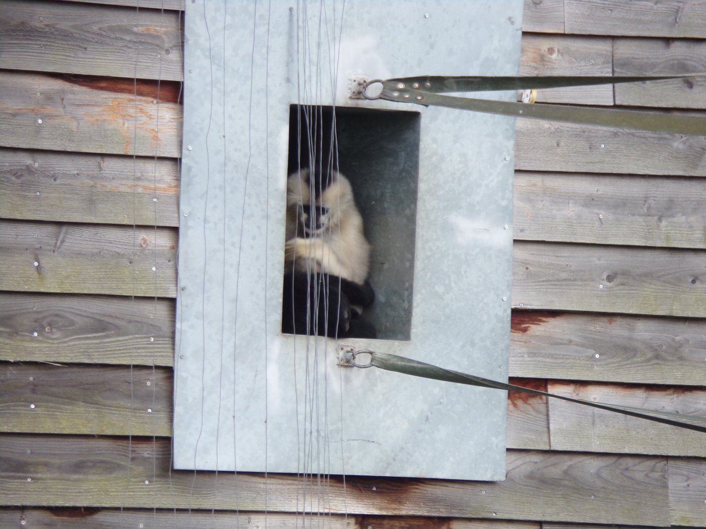 Northern white-cheeked gibbons 7.7.24