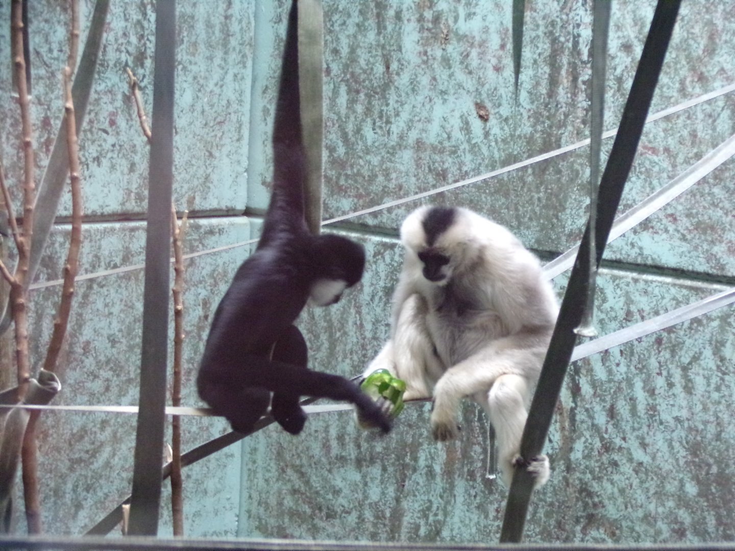 Northern white-cheeked gibbons 7.7.24