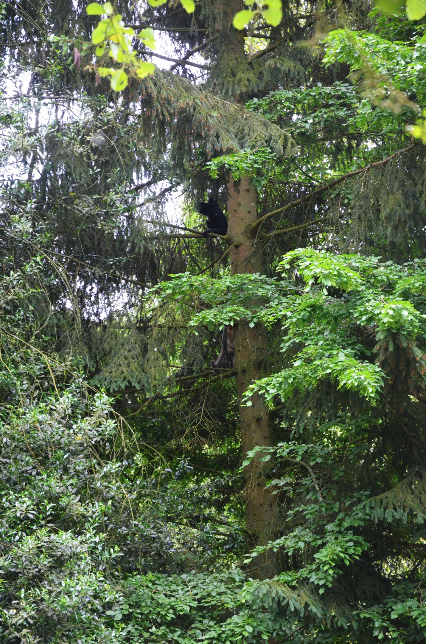 Northern White-cheeked Gibbons at Clères, 16/06/18