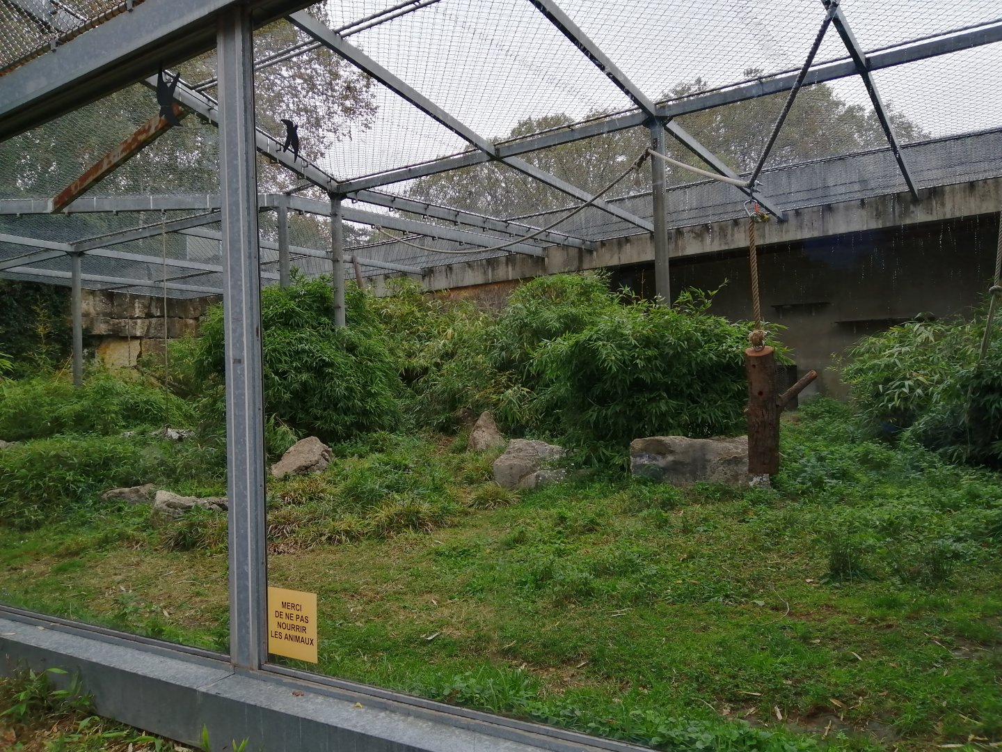 Northern White-Cheeked Gibbons Exhibit