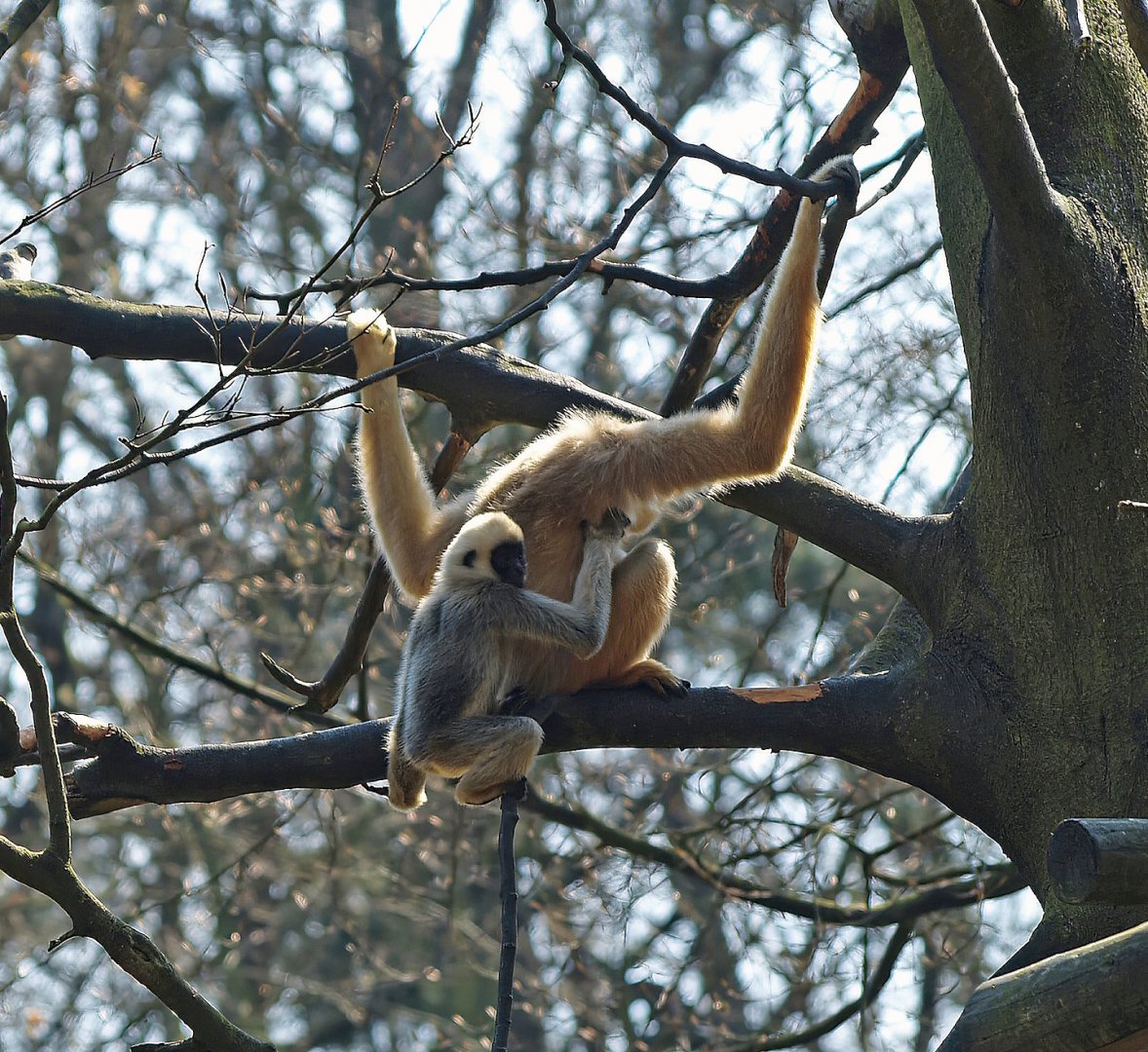 Northern white-cheeked gibbons (Nomascus leucogenys), 2010-04-18