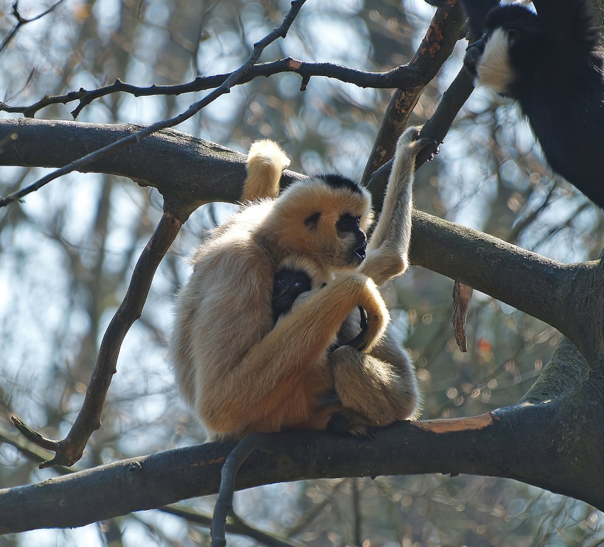 Northern white-cheeked gibbons (Nomascus leucogenys), 2010-04-18