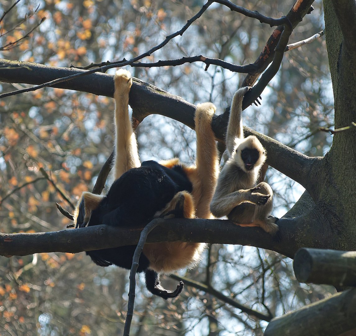 Northern white-cheeked gibbons (Nomascus leucogenys), 2010-04-18