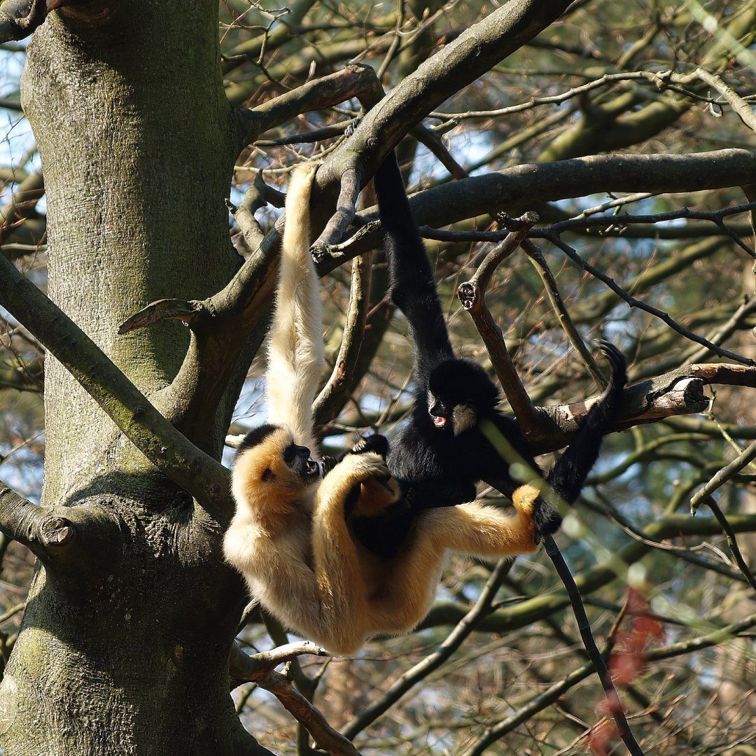 Northern white-cheeked gibbons (Nomascus leucogenys), 2010-04-18