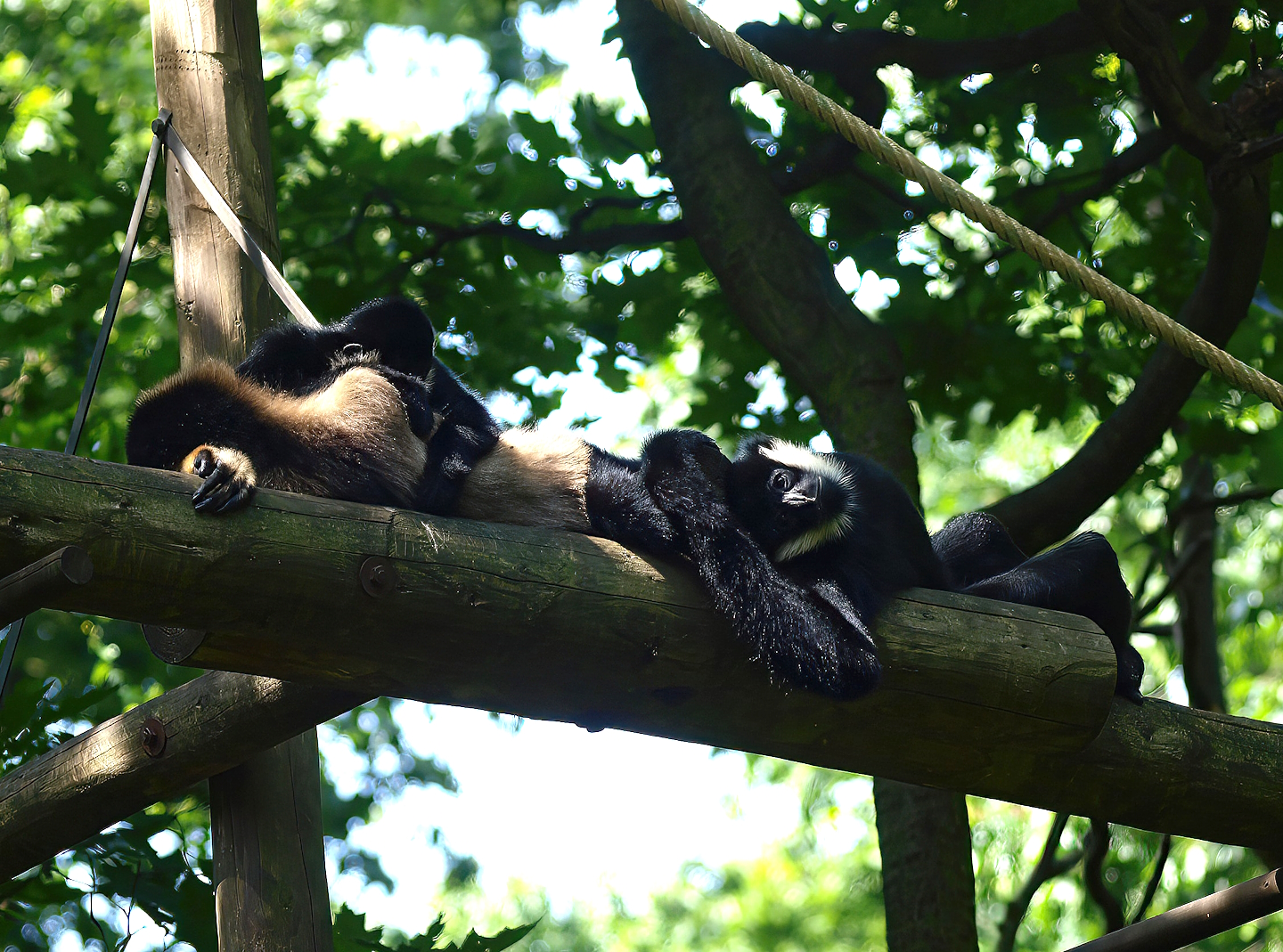 Northern white-cheeked gibbons (Nomascus leucogenys), 2015-08-01