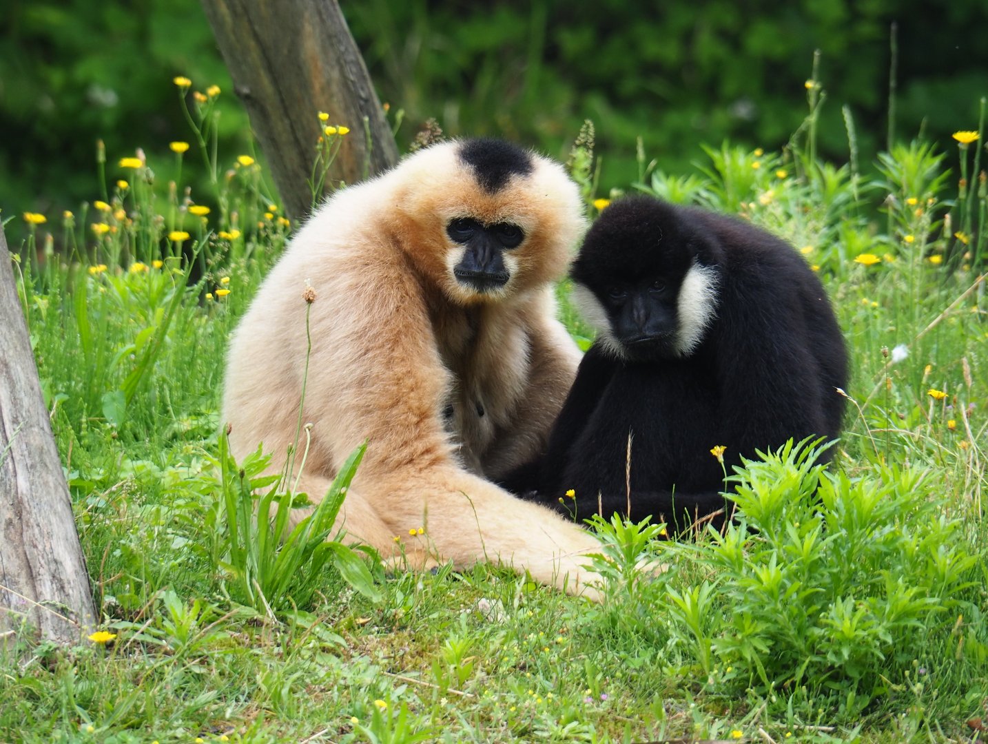 Northern white-cheeked gibbons (Nomascus leucogenys), 2019-06-26
