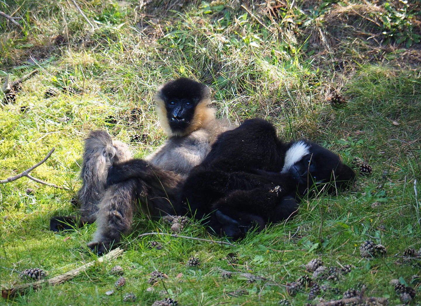 Northern white-cheeked gibbons (Nomascus leucogenys), 2019-09-15