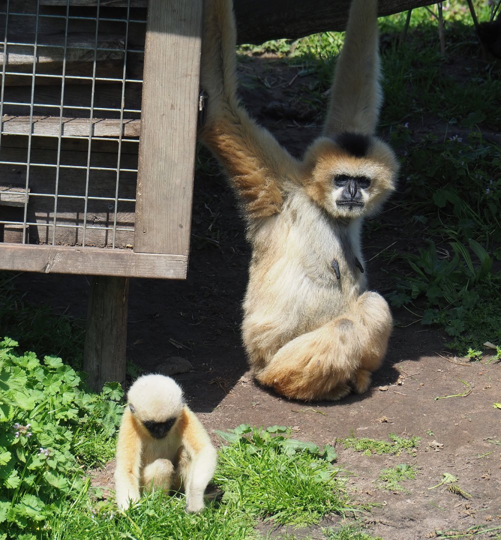 Northern white-cheeked gibbons (Nomascus leucogenys), 2023-04-30
