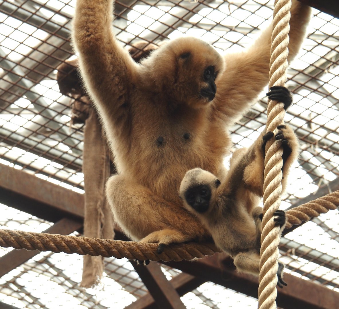 Northern white-cheeked gibbons (Nomascus leucogenys) Paquita and Aiki, 2025-07-12