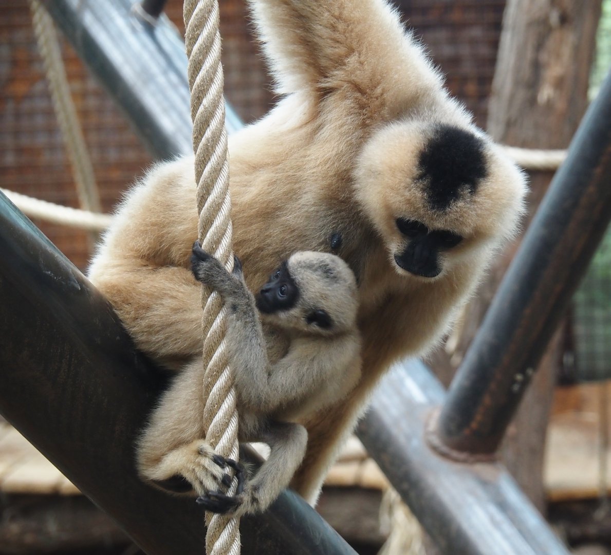 Northern white-cheeked gibbons (Nomascus leucogenys) Paquita and Aiki, 2025-07-12