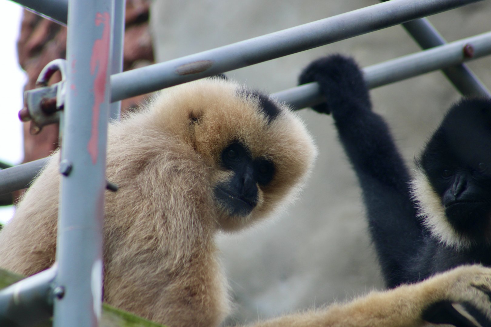Northern White-Cheeked Gibbons (Nomascus leucogenys)