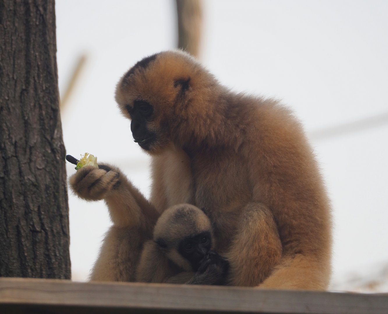 Northern white-cheeked gibbons Paquita and Aiki (Nomascus leucogenys), 2025-08-13