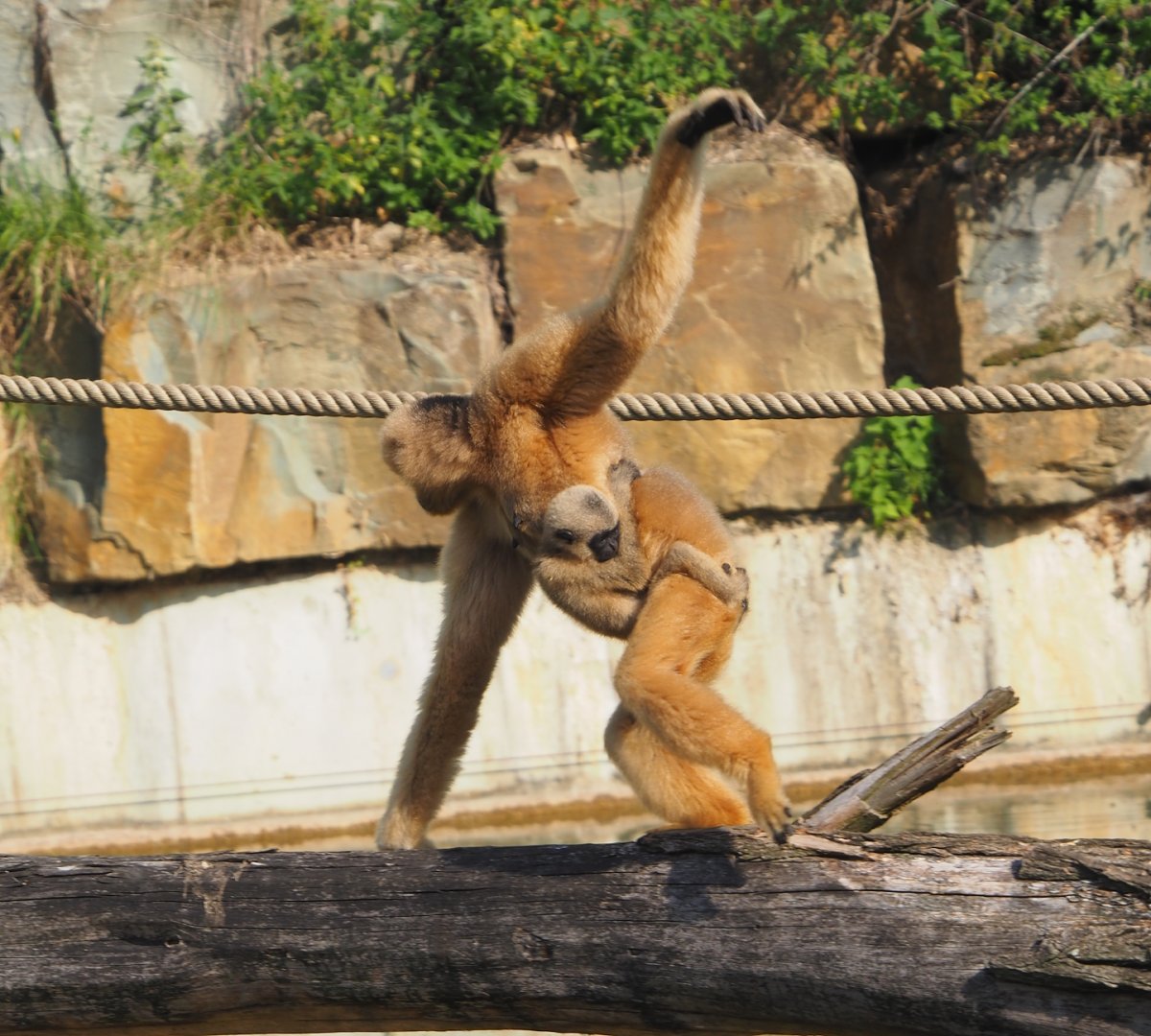 Northern white-cheeked gibbons Paquita and Aiki (Nomascus leucogenys), 2025-08-13
