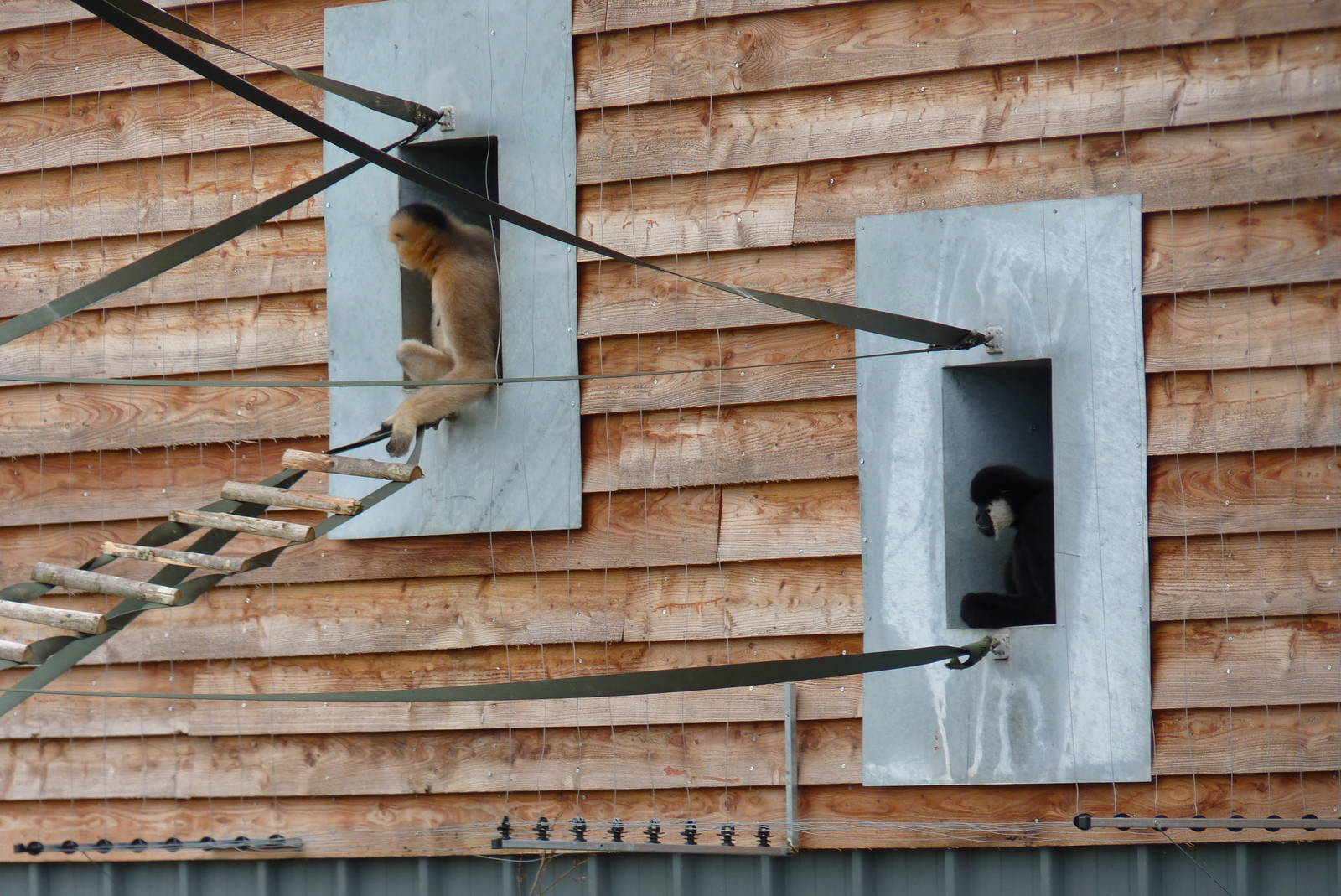 Northern White-cheeked Gibbons, September 2016