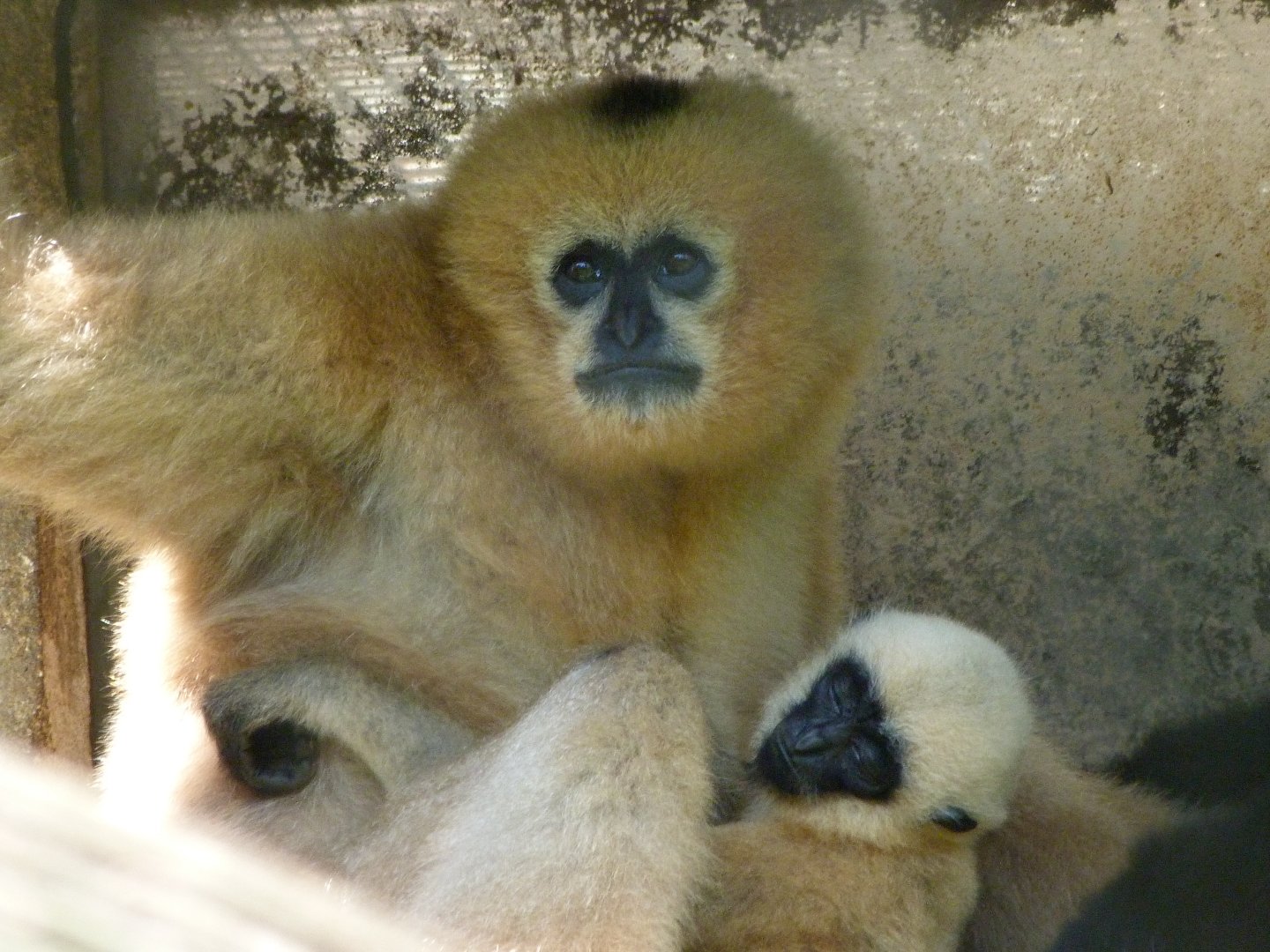 Northern white-cheeked gibbons -Zoo d'Asson (2025)