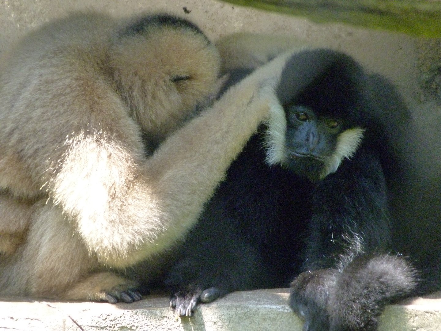 Northern white-cheeked gibbons -Zoo d'Asson (2025)