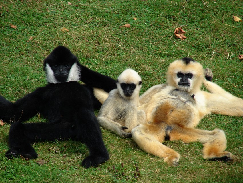 Northern white-cheeked gibbons