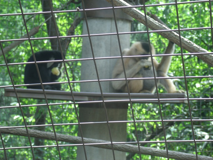 Northern White-Cheeked Gibbons