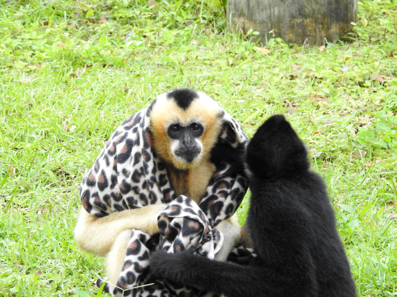 Northern White Cheeked Gibbons