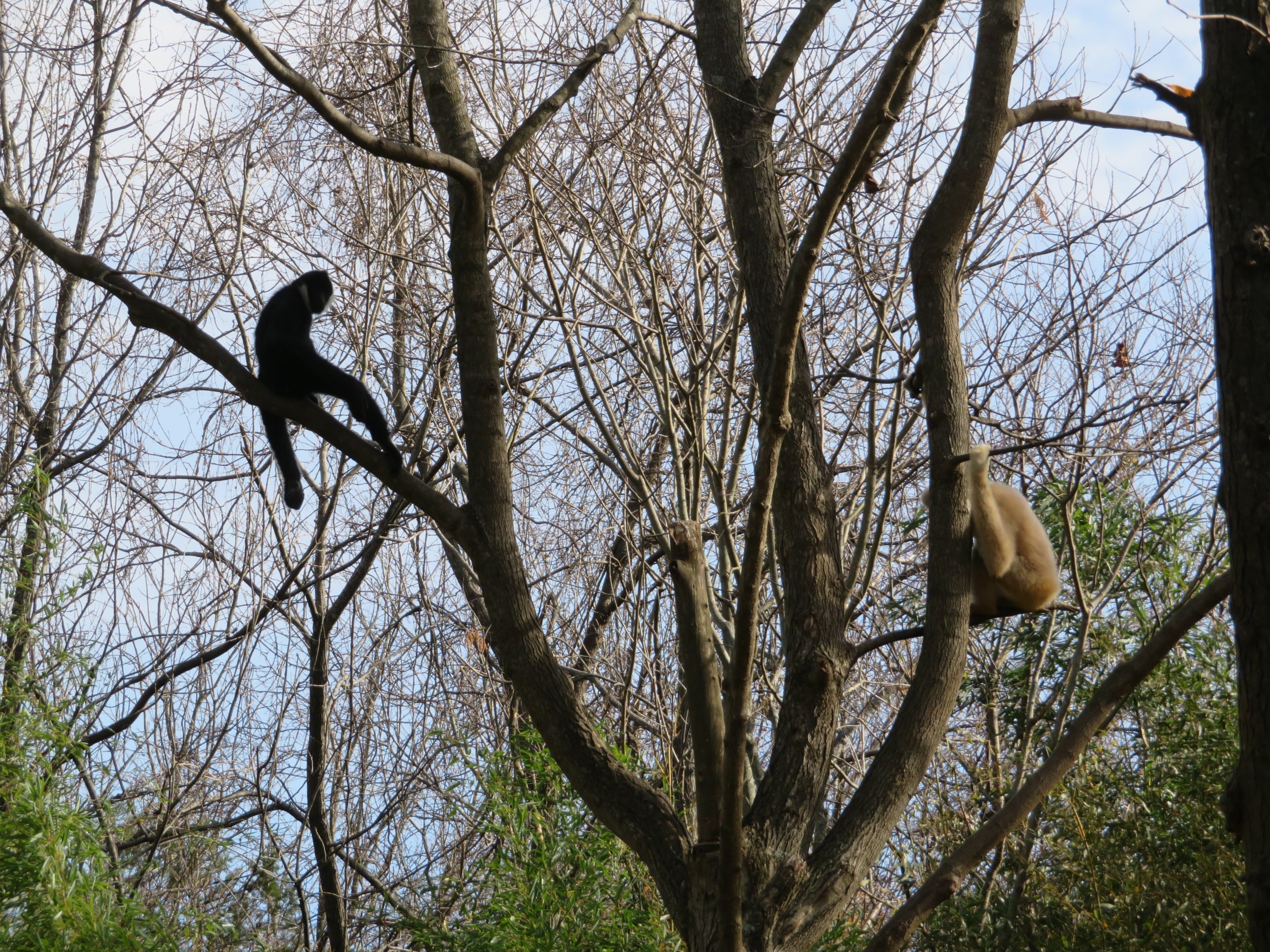 Northern White-cheeked Gibbons