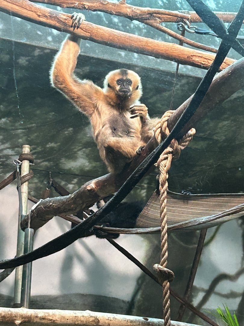 Northern white cheeked gibbons