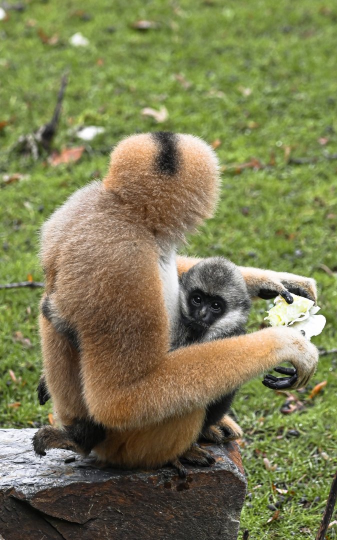 Northern white-cheeked gibbons