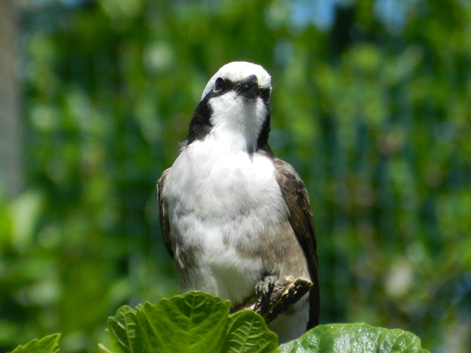 Northern White-crowned Shrike