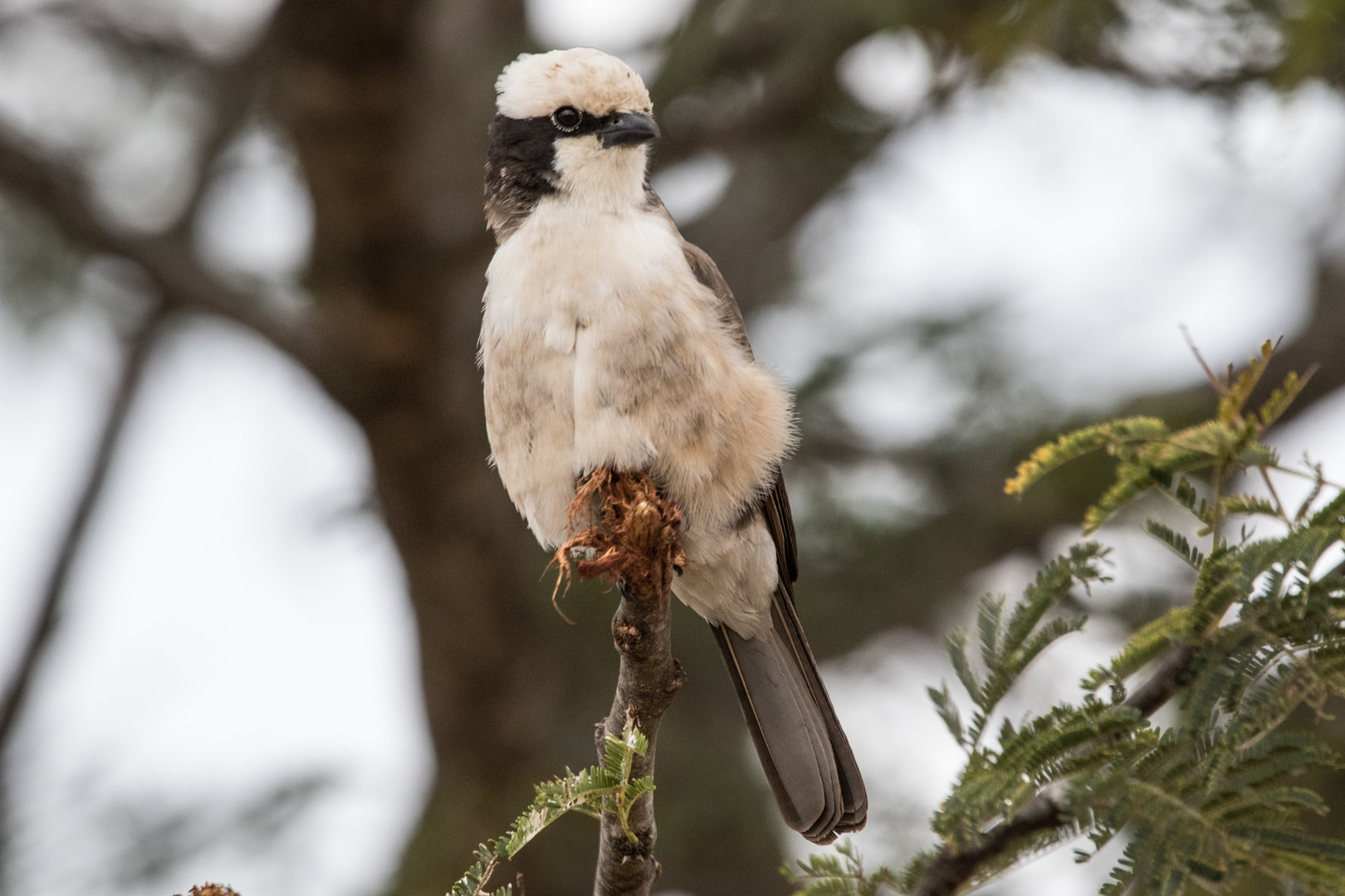 Northern White-crowned Shrike