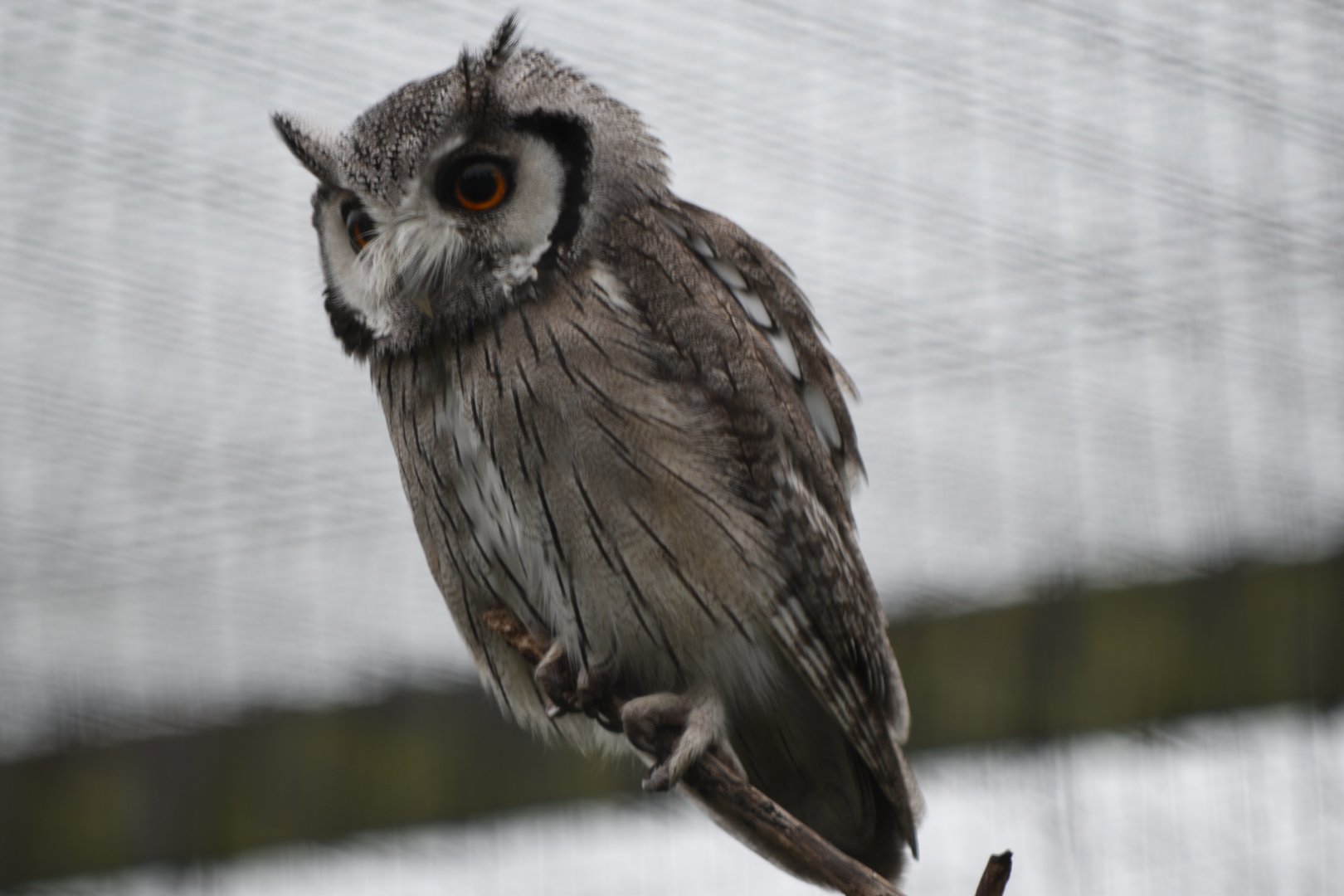 Northern white-faced owl - 08/07/20