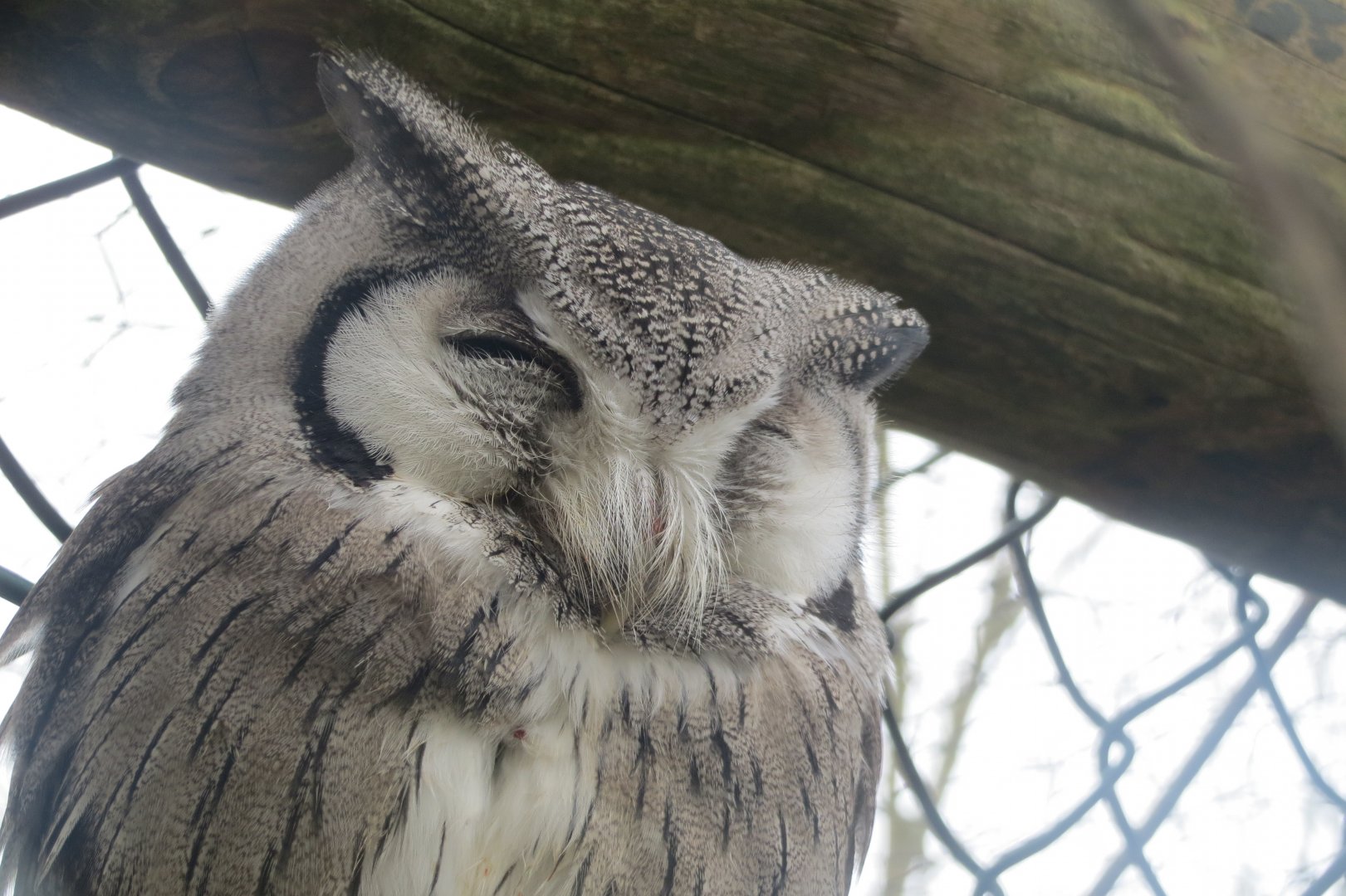 Northern white-faced owl 190219