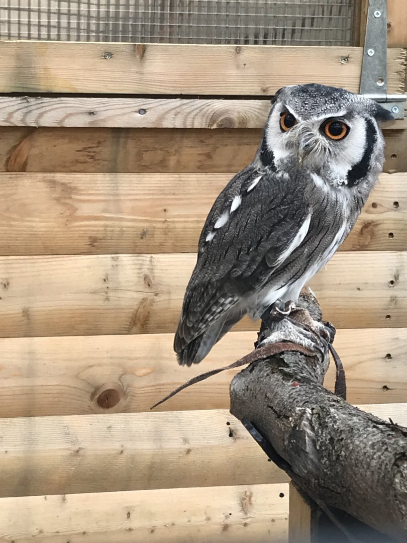 Northern white faced owl (2019)