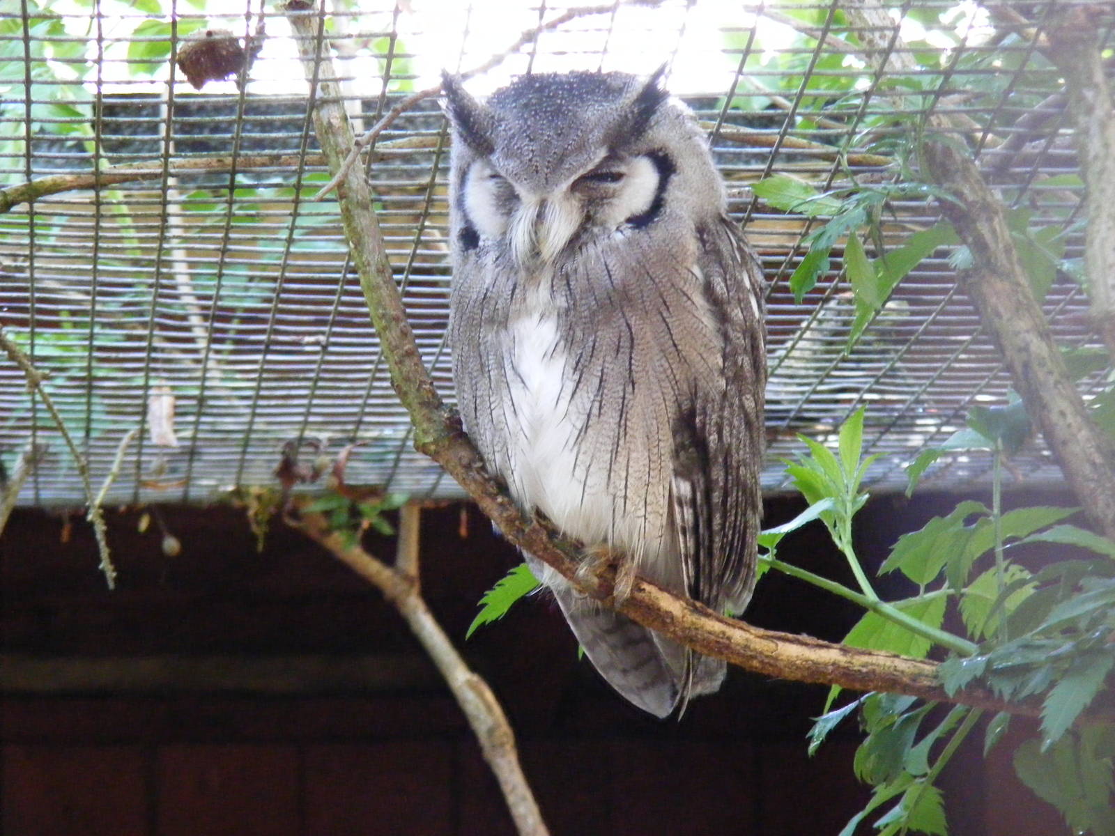 Northern white-faced owl at Cotswold Wildlife Park, 3 May 2010