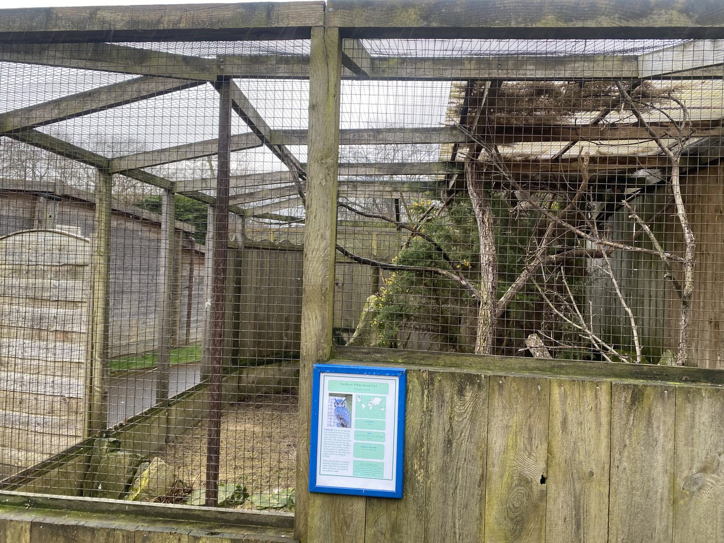 Northern white-faced owl aviary 010323