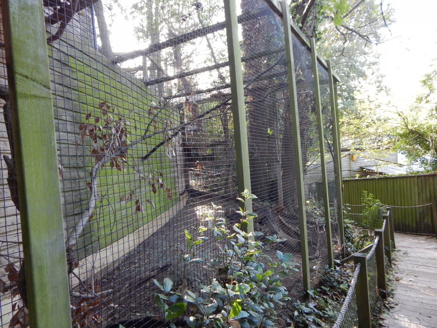 Northern white-faced owl aviary 021120