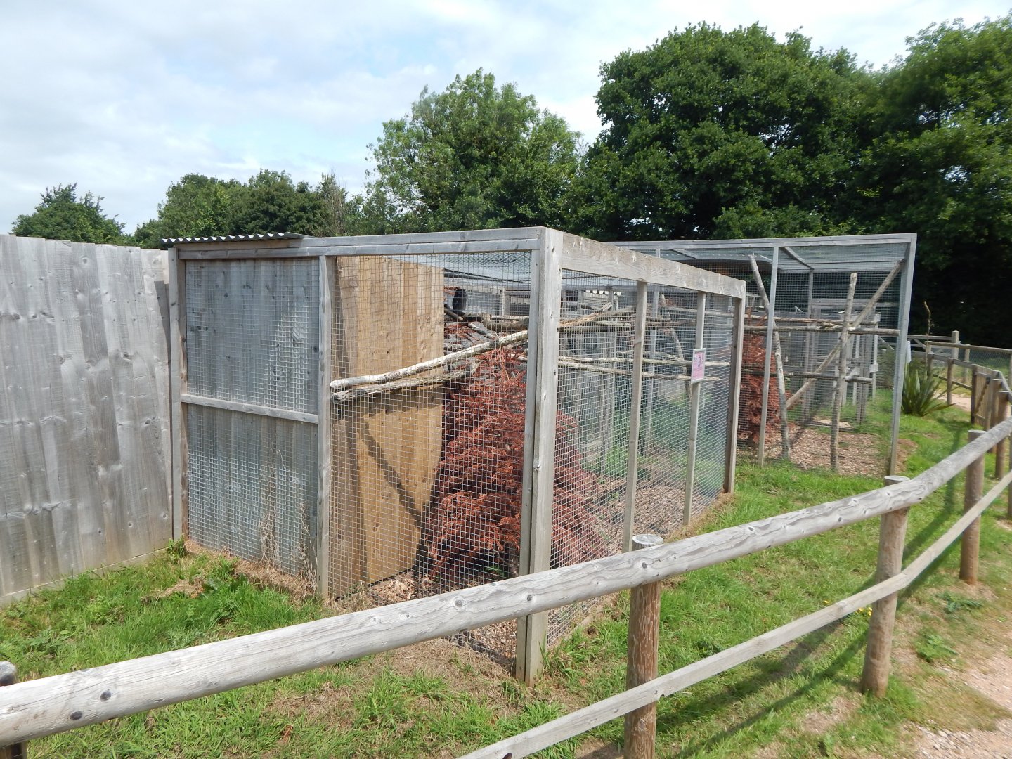 Northern white-faced owl aviary 060625