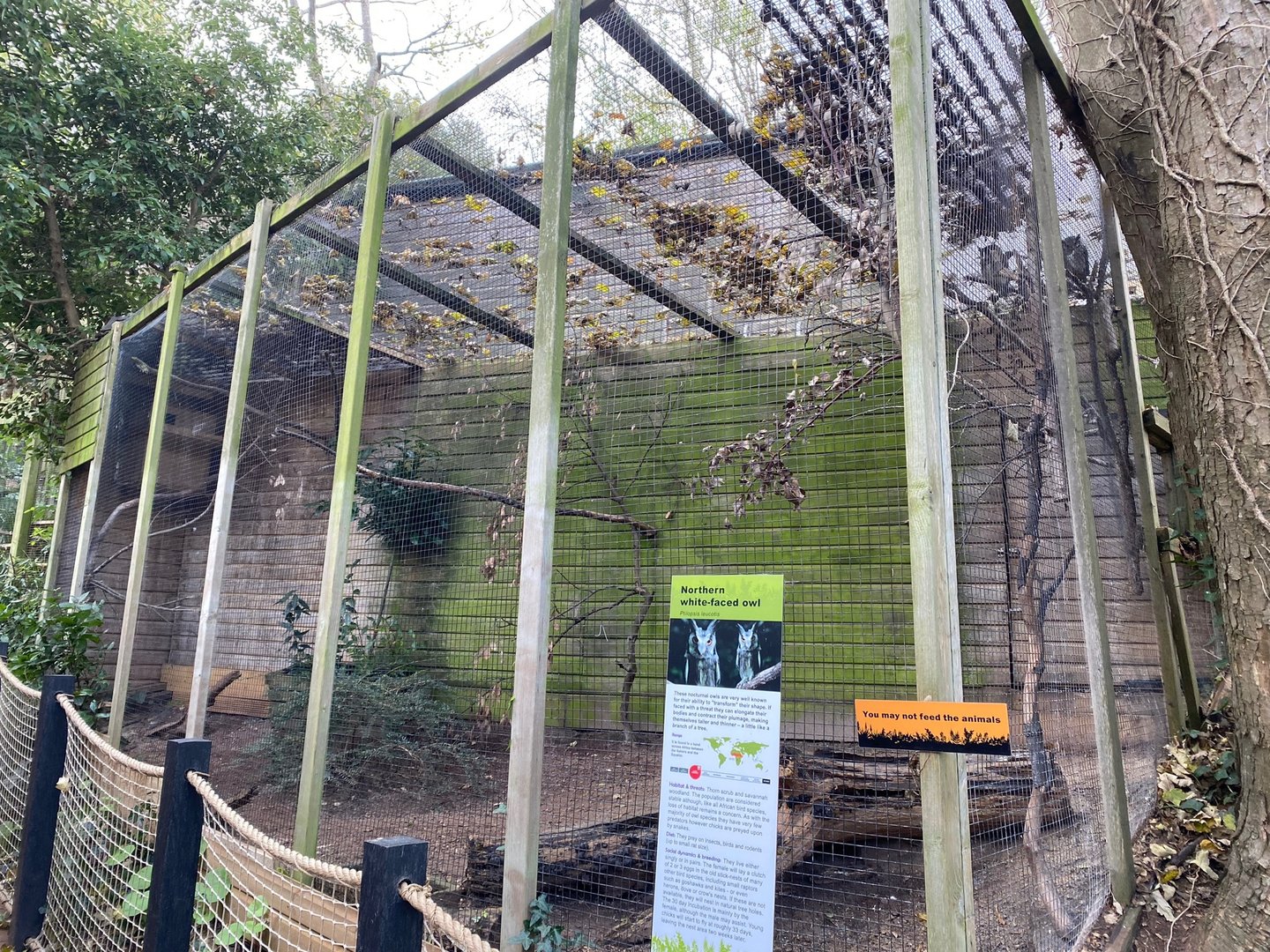 Northern white-faced Owl aviary 111222