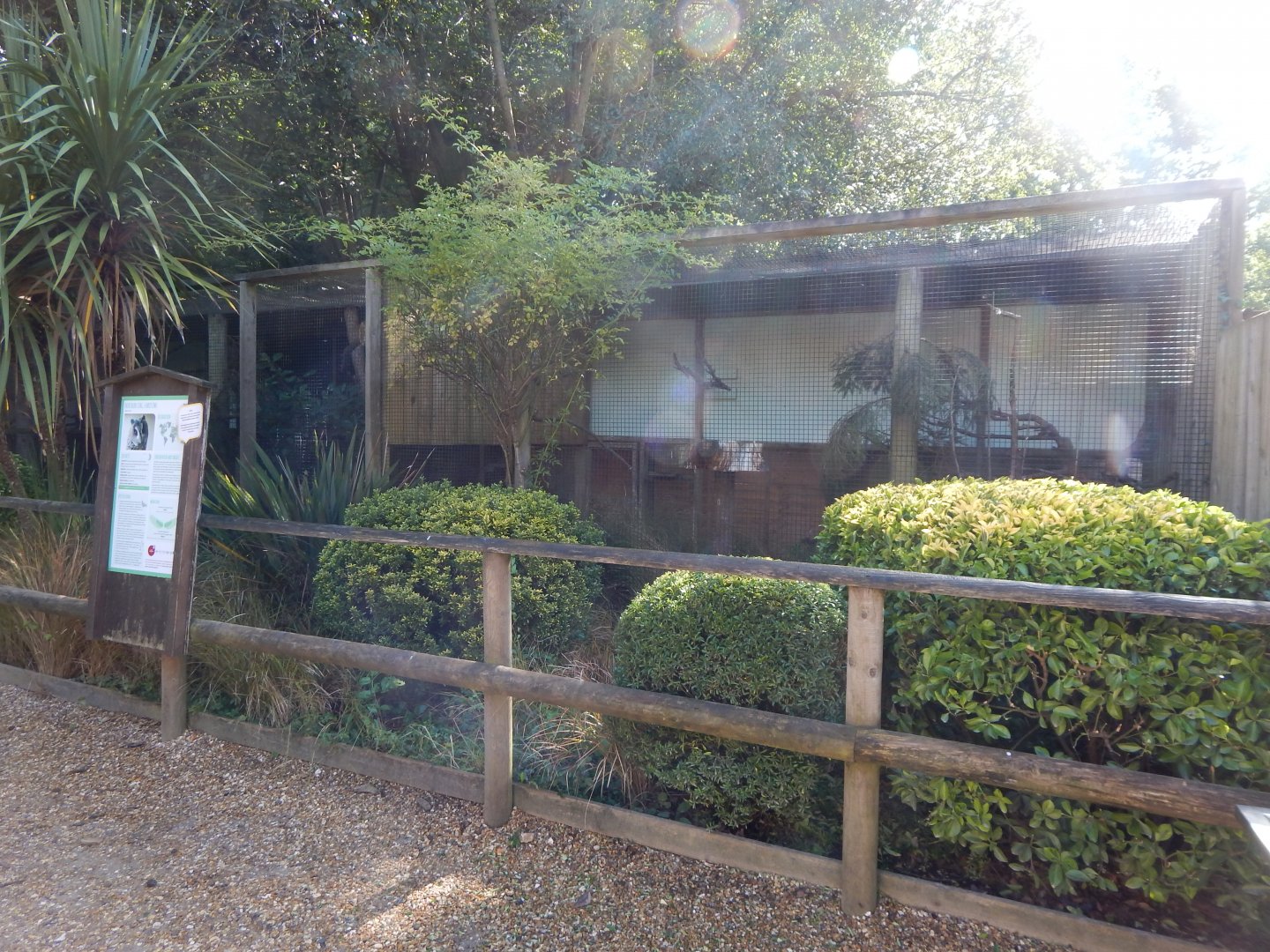 Northern white-faced owl aviary 130924