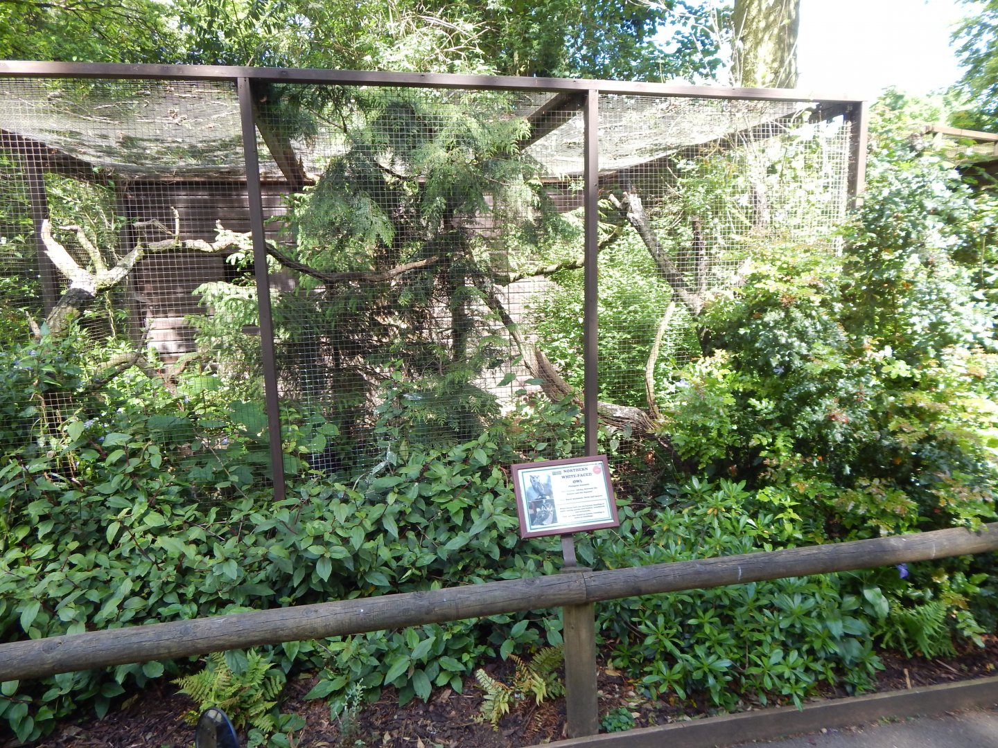 Northern white-faced owl aviary 150524