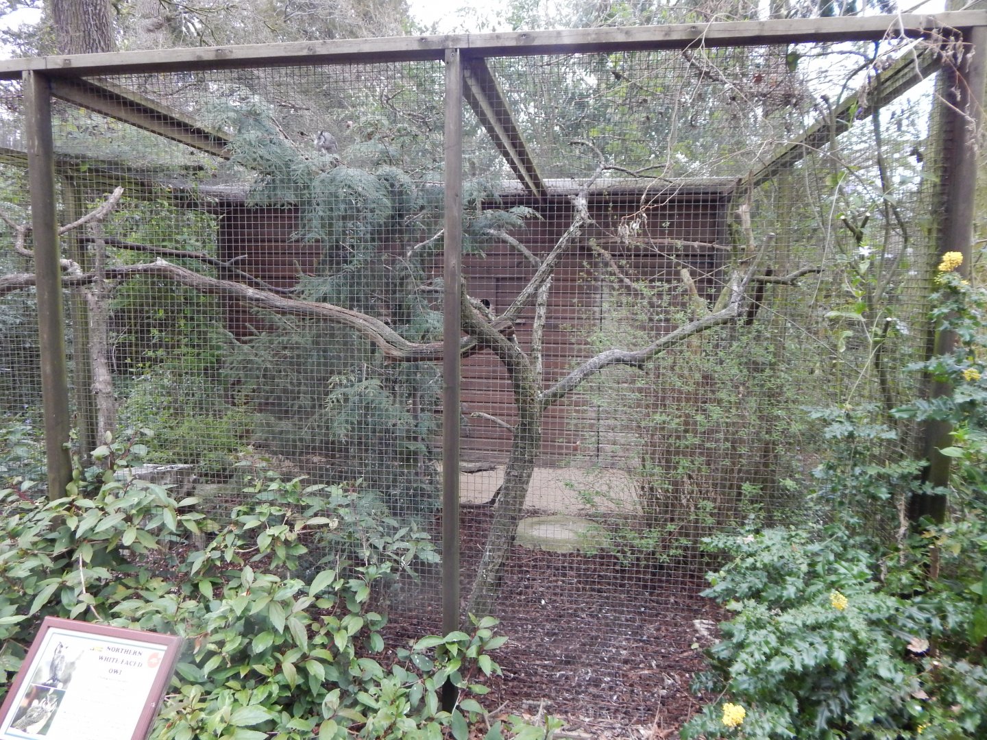 Northern white-faced owl aviary 210421