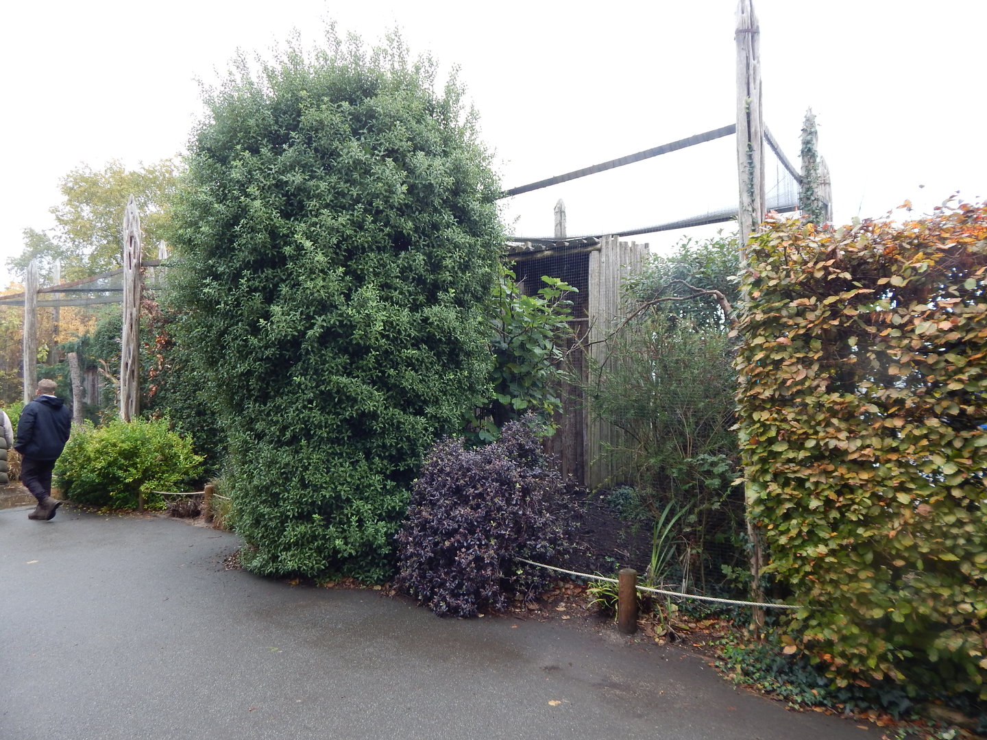 Northern white-faced owl aviary 221022